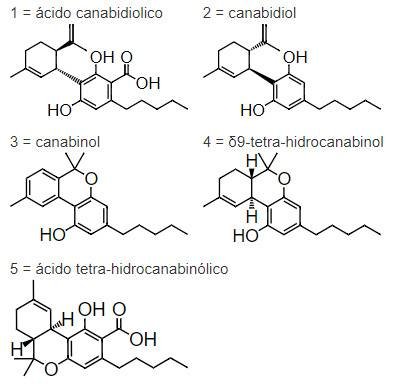 Anvisa libera comercio de produtos à base de cannabis em farmácias