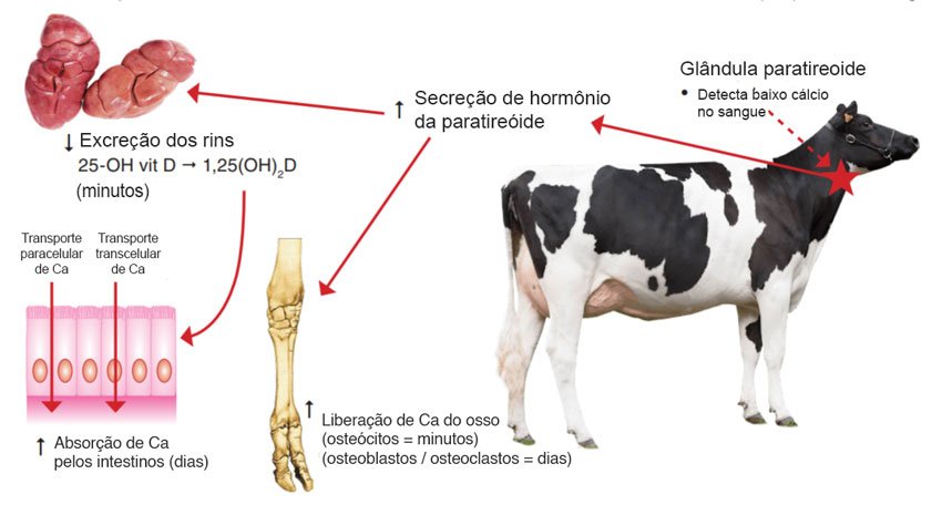 Hipocalcemia em vacas leiteiras pode ser detectada com medidor portátil