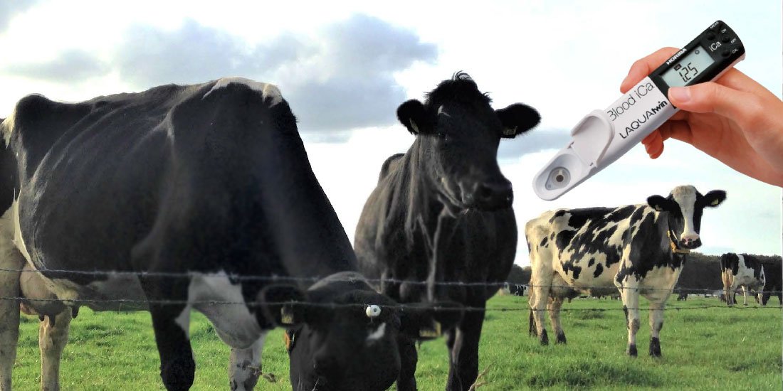 Hipocalcemia em vacas