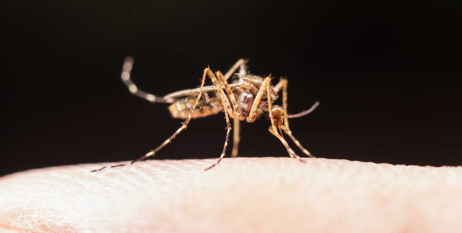 Origens naturais de substâncias farmacêuticas: Malária
