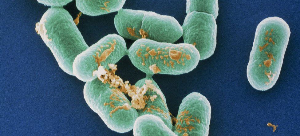 listeria